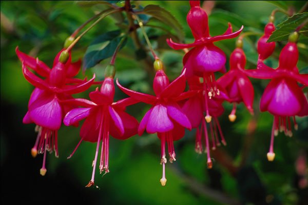 740069 Fuschias A4 Photo Print