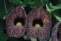 740070 Calico Flower, Brazil A4 Photo Print