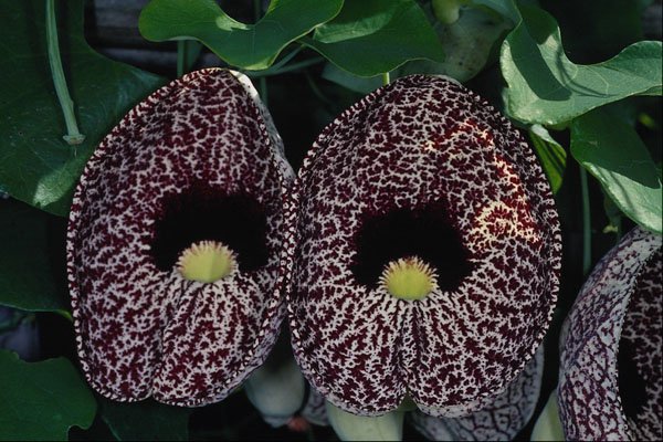 740070 Calico Flower, Brazil A4 Photo Print
