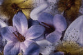 740072 Soft Violet A4 Photo Print