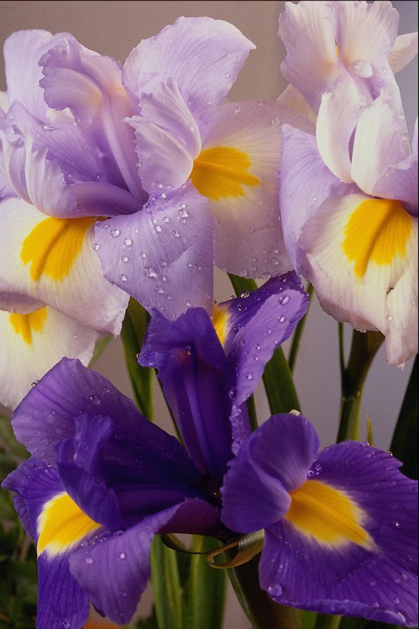 740073 Iris Flowers A4 Photo Print