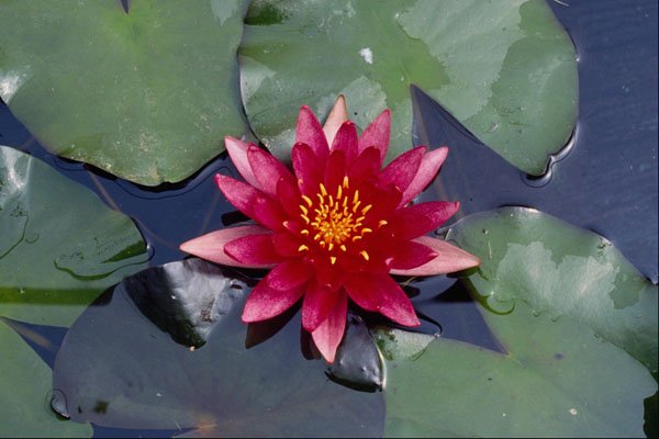 740074 Nymphaea Atropuperea, Red, Hardy Water Lily A4 Photo Print