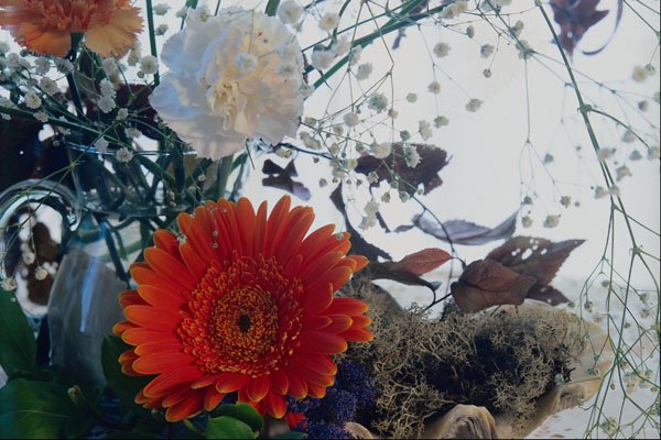 740075 Floral Diplay A4 Photo Print