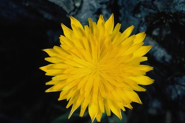 740076 Dandelion A4 Photo Print