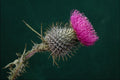 740077 Thistle Head A4 Photo Print