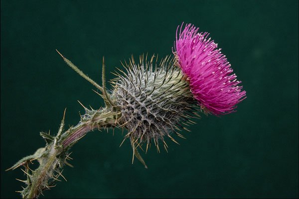 740077 Thistle Head A4 Photo Print