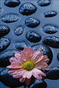 740078 Pink Water Lily Against Blue Stones A4 Photo Print