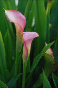 740079 Pink Calla Lily A4 Photo Print