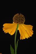 740080 Helenium, Bressingham's Gold A4 Photo Print