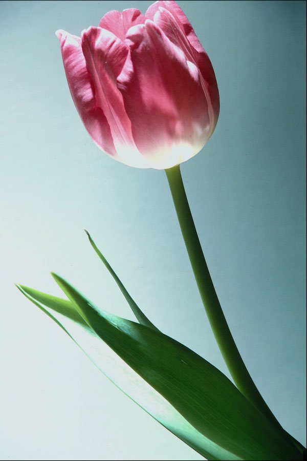 740081 Tulip A4 Photo Print