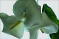 740082 Calla Lily A4 Photo Print