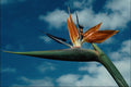 740083 Strelitzia A4 Photo Print