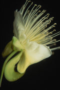740084 Night Flower A4 Photo Print