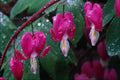 740086 Several Flowers Of Bleeding Heart Plant And Water Droplets A4 Photo Print