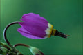 740087 One Shooting Star Flower Against Green A4 Photo Print