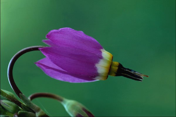740087 One Shooting Star Flower Against Green A4 Photo Print