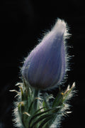 740088 Pasque Flower, Backlit Against Black A4 Photo Print