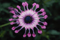 740089 Daisy A4 Photo Print