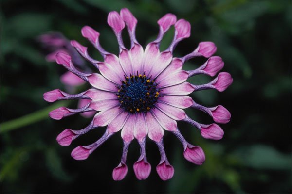 740089 Daisy A4 Photo Print