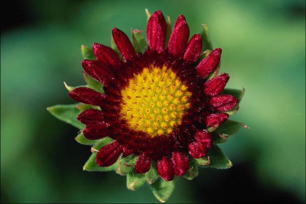 740090 Blanket Flower A4 Photo Print