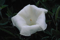 740091 Angel's Trumpet A4 Photo Print