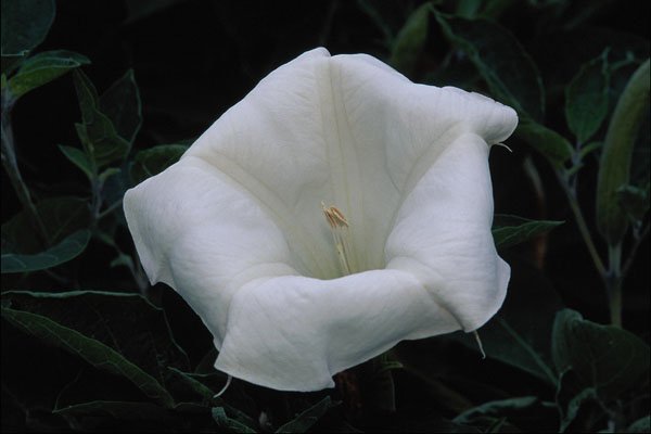 740091 Angel's Trumpet A4 Photo Print