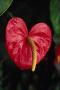 740092 Flamingo Plant A4 Photo Print