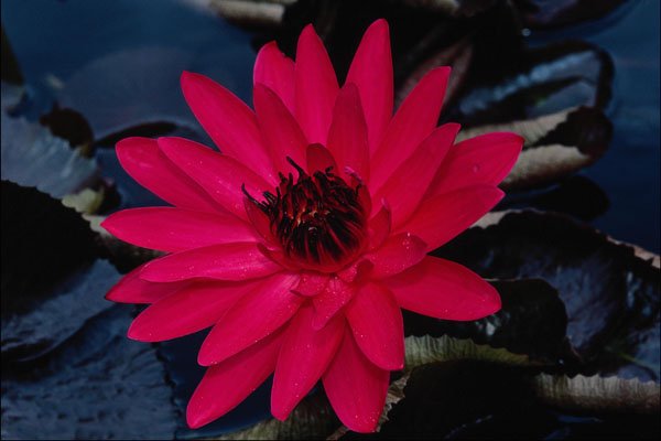 740093 Water Lily, Tropical Night A4 Photo Print