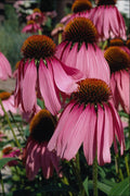 740094 Purple Coneflower, Echinacea Purpurea A4 Photo Print