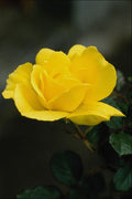 740095 Rose A4 Photo Print