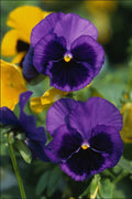 740096 Floral, Close up A4 Photo Print
