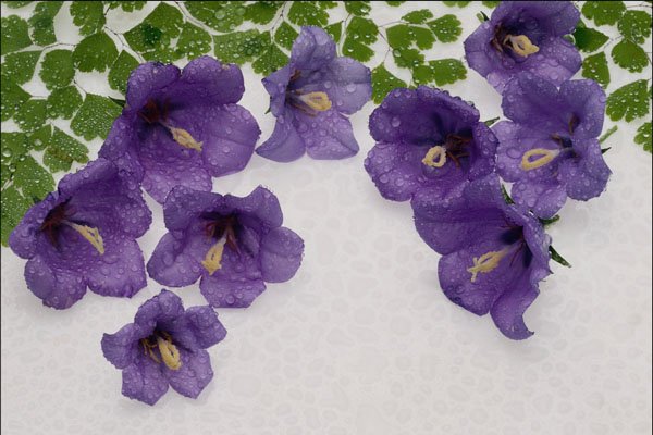740097 Abstract Flowers A4 Photo Print