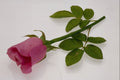 740098 Pink Rose A4 Photo Print
