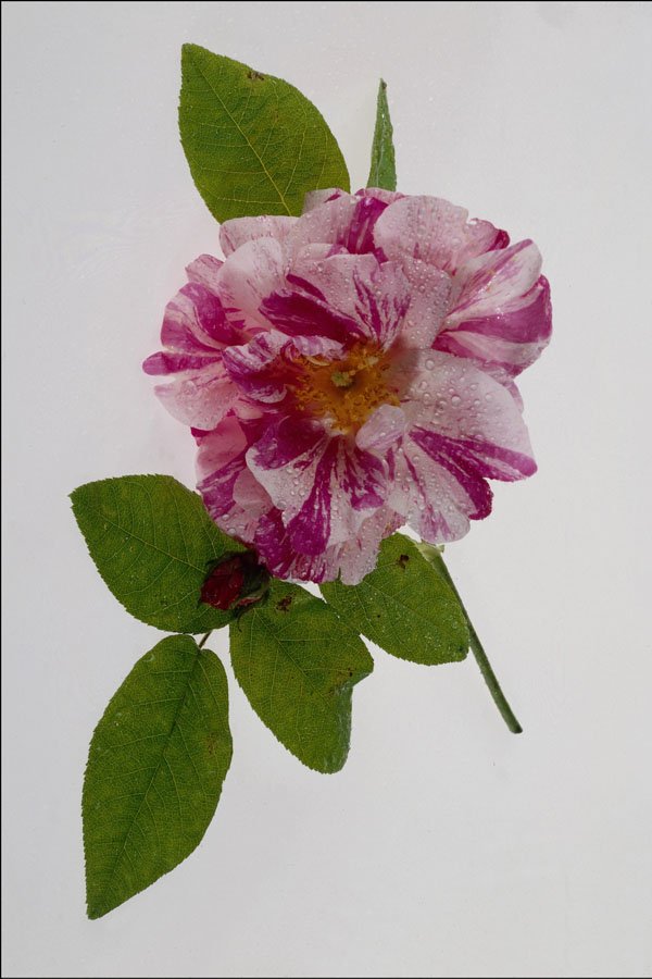 740099 Pink Flower A4 Photo Print