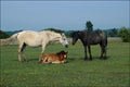 741001 Wild Horses In New Forest, Hampshire, England A4 Photo Print