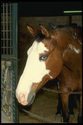 741003 Saddlebred In Stall A4 Photo Print
