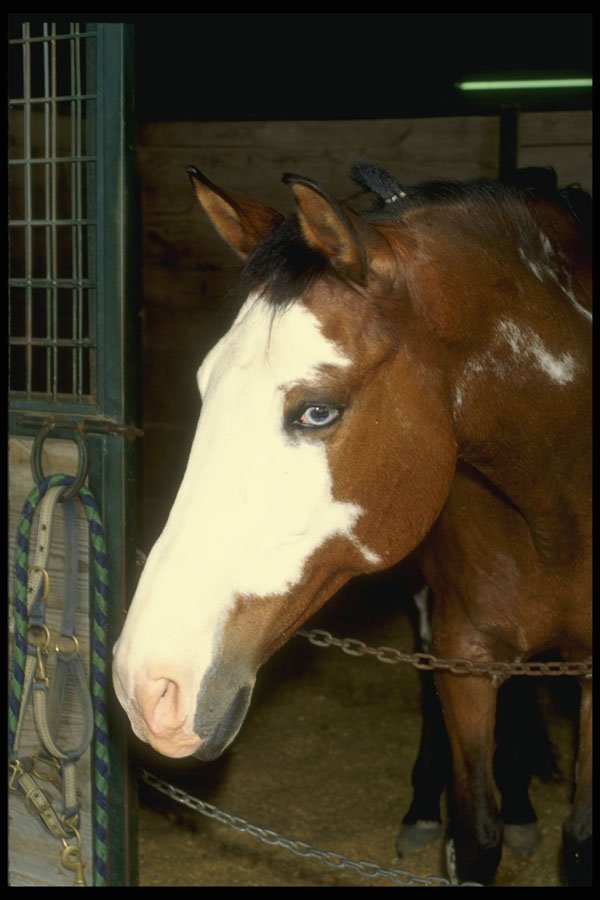 741003 Saddlebred In Stall A4 Photo Print