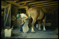 741012 The Blacksmith A4 Photo Print