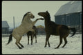 741013 Horsing Around A4 Photo Print