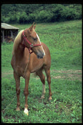 741016 Horse In Pasture A4 Photo Print