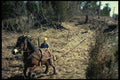 741017 Horse Pulling Cable Through Bush A4 Photo Print