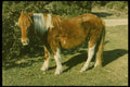 741026 New Forest Pony A4 Photo Print