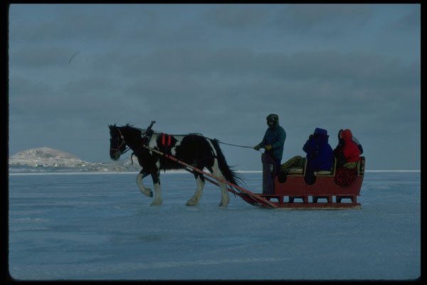 741027 Horse And Cutter, Magdalen Islands, Quebec, Canada A4 Photo Print
