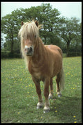 741031 Shetland Stallion A4 Photo Print