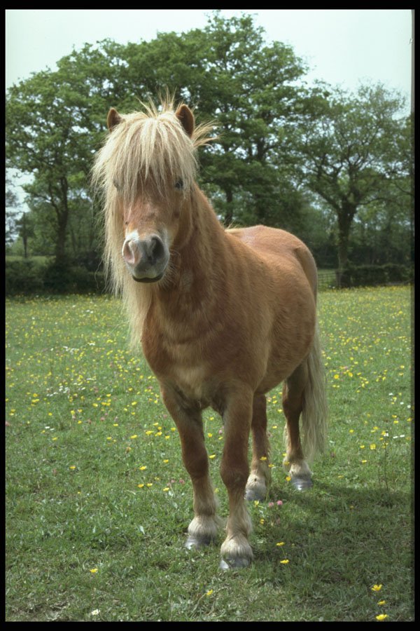 741031 Shetland Stallion A4 Photo Print