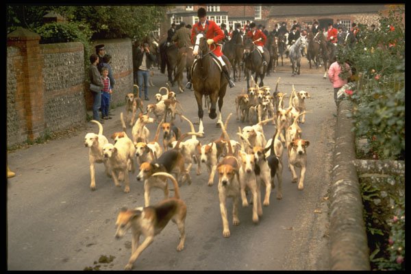 741034 Southdown Eridge Hunt At Firle, Sussex, England A4 Photo Print