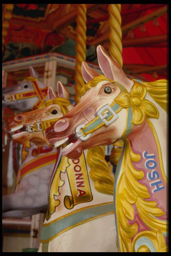 741041 Gallopers A4 Photo Print