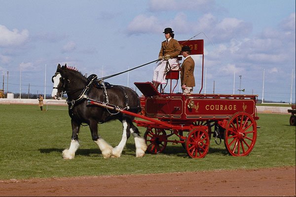 741050 Shire Horse, Brewers Dray A4 Photo Print