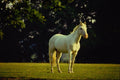 741071 White Horse A4 Photo Print