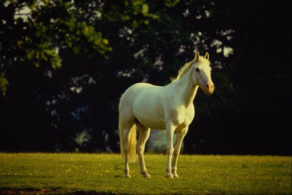 741071 White Horse A4 Photo Print